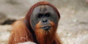 "Orangutan Sumatera"